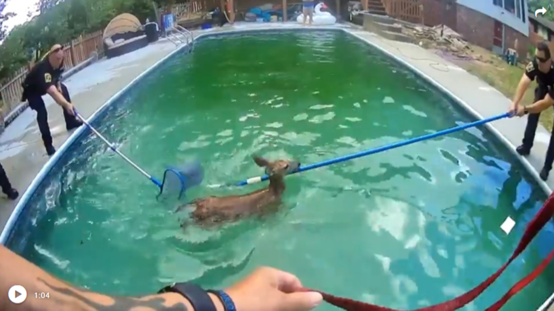 Two fawns can’t get out of swimming pool - then  officers show up, Ohio video shows