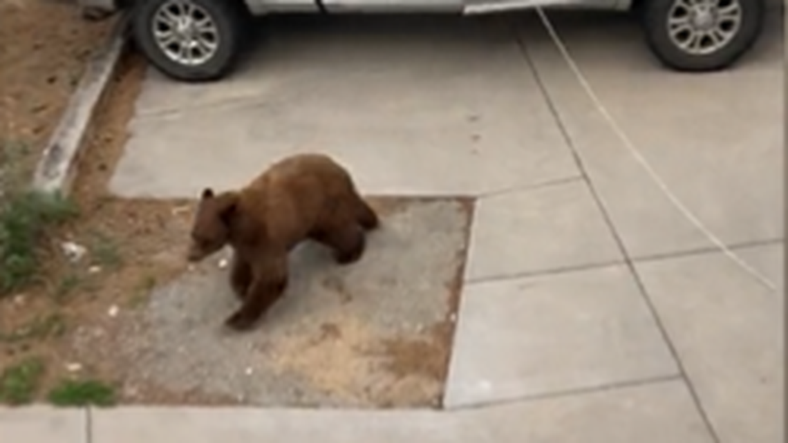 A bear was trapped inside a truck in Colorado after looking for crumbs, wildlife officials said.