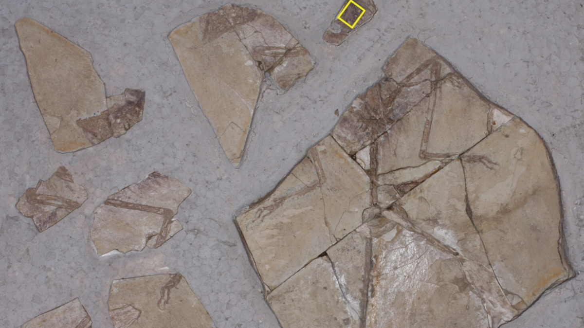 Researchers discovered a mammal’s foot inside the rib cage of a fossilized dinosaur, an “exceptionally rare” find, according to a new study.