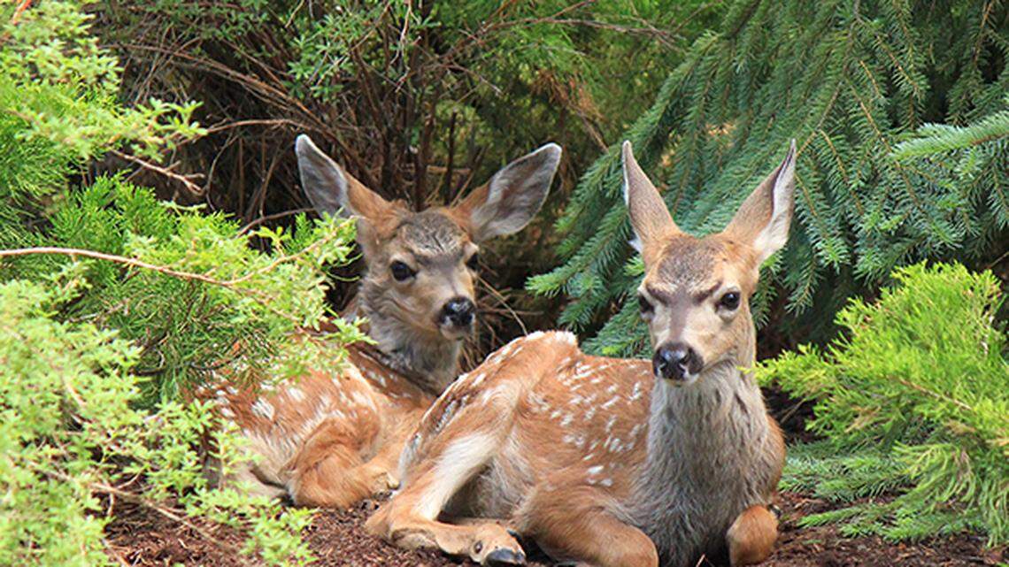 What should you do if you find a baby animal alone? Don’t try kidnapping, experts say