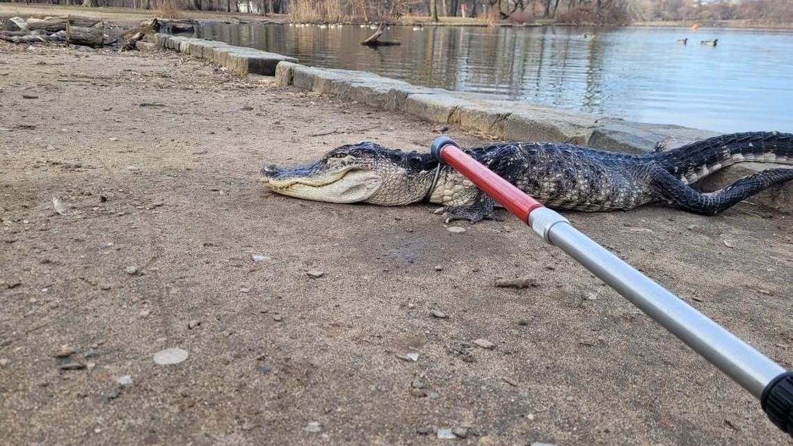 A 4-foot-long alligator was found in New York City’s Prospect Park on Feb. 19, officials said.