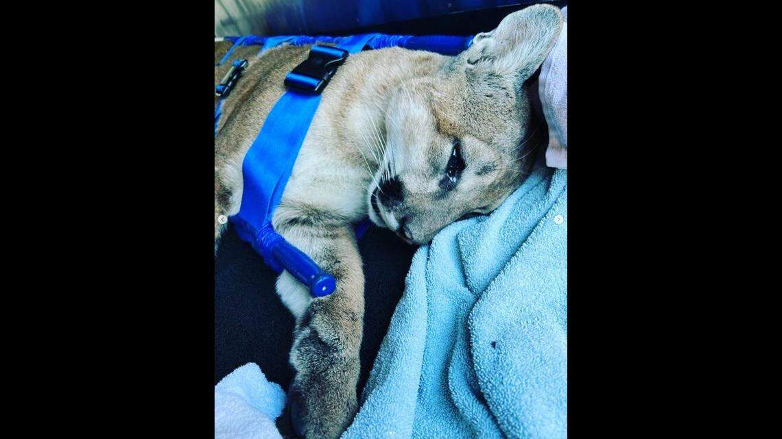 A young mountain lion was tranquilized and captured after it ran through a shopping center in Irvine, California.