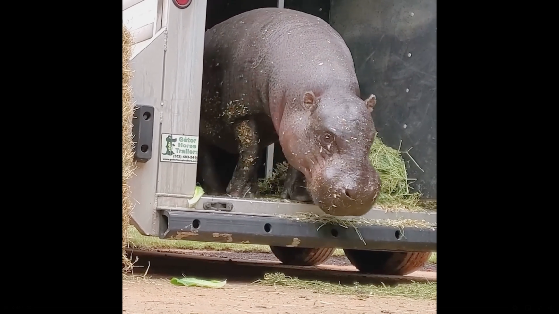 Two pygmy hippos have arrived at the Greensboro Science Center for the new Revolution Ridge exhibit scheduled to open in May.