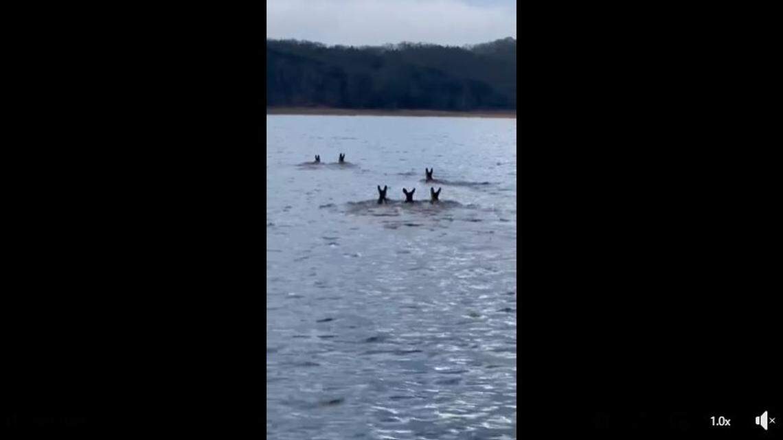 A herd of deer was was spotted swimming across Dale Hollow Lake on Thursday, Dec. 23, 2021, in what the Tennessee Wildlife Resource Agency described as a “rare sight.” 