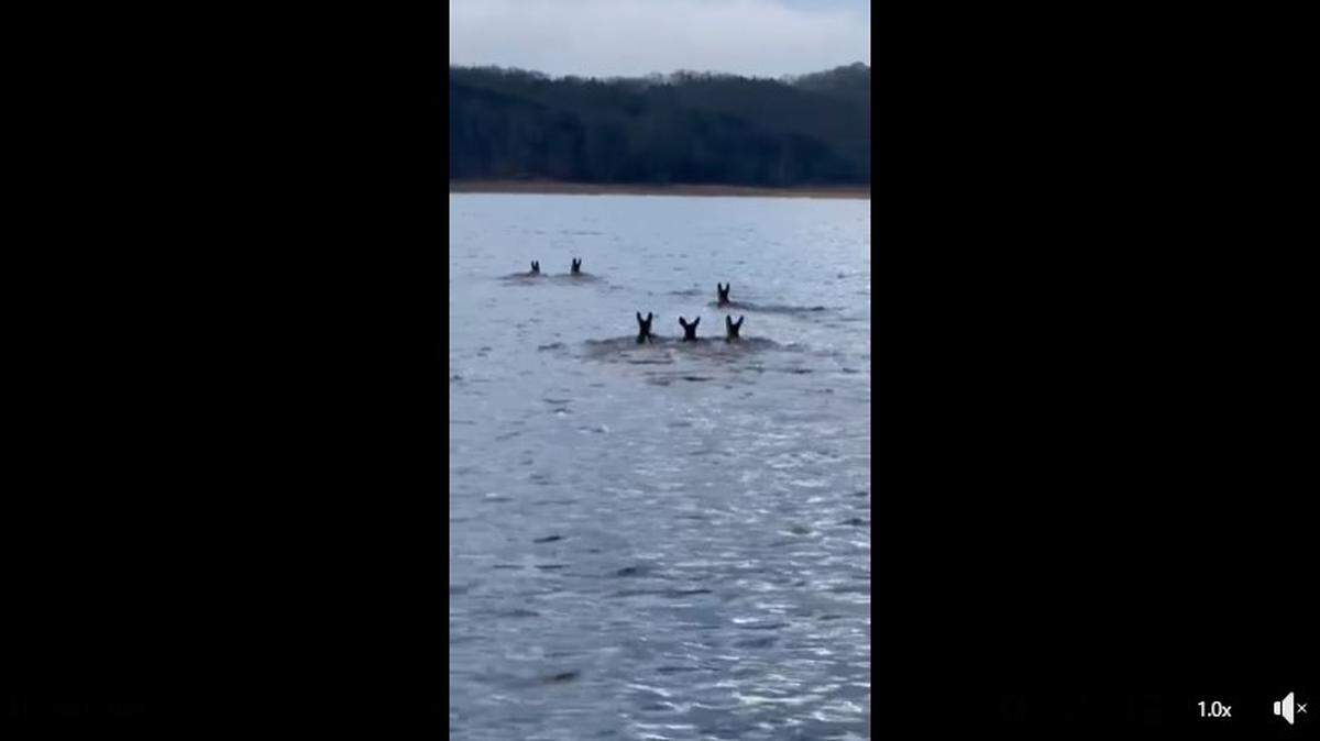 A herd of deer was was spotted swimming across Dale Hollow Lake on Thursday, Dec. 23, 2021, in what the Tennessee Wildlife Resource Agency described as a “rare sight.” 