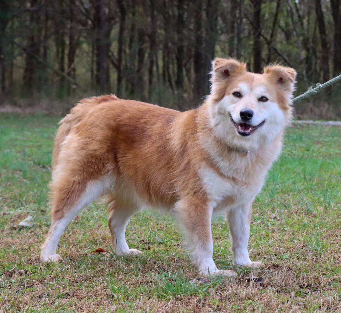 Nala is 5 years old and weighs about 45 pounds. Big Fluffy Dog Rescue describes her as “a content, lovely homebody who needs a social hermit who wants a dog and not a lot else.”