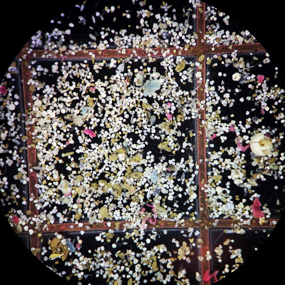 According to NOAA researchers, “These colorful spots are tiny foraminifera shells taken from the mud of core samples as seen under a microscope.”