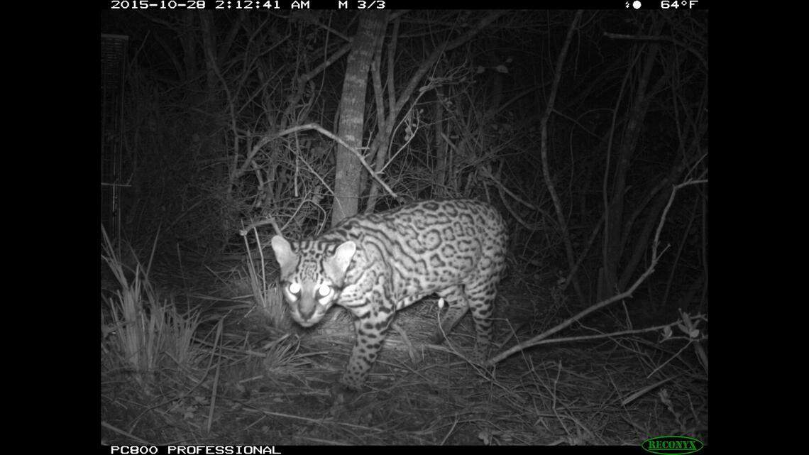 Semen from an ocelot killed by a vehicle in Texas near Laguna Atascosa National Wildlife Refuge will be used to inseminate a female cat and preserve the species, officials say. Photo from U.S. Fish and Wildlife Service.