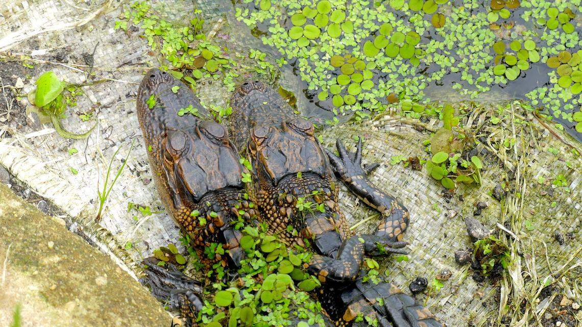A wildlife photographer, Michelle Siefken, captured two young alligators “hugging” at a Florida nature park.