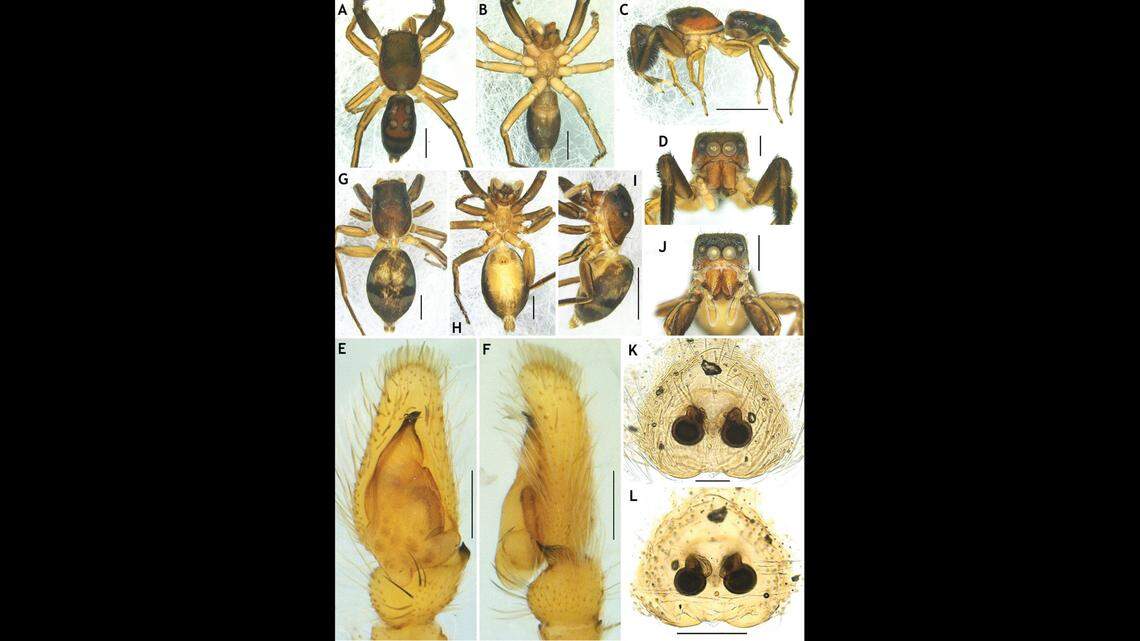 Researchers said the spiders have behaviors that mimic ants.