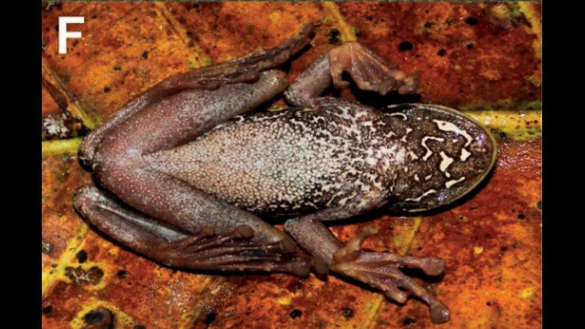 The stomach of a female frog.