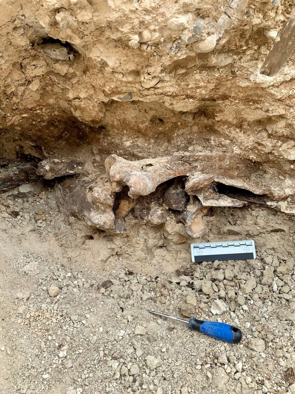 Dr. Joshua Bonde captured photos of ancient bones found while construction crews were building a residential pool in Las Vegas. He estimates they are between 6,000 and 14,000 years old.