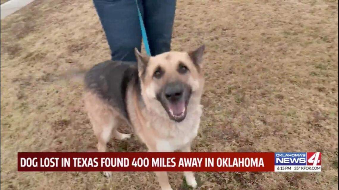 A German shepherd named Luna Rose from Pasadena, Texas, went missing for months before she was found in Oklahoma City, the owner says. Screengrab from KFOR.