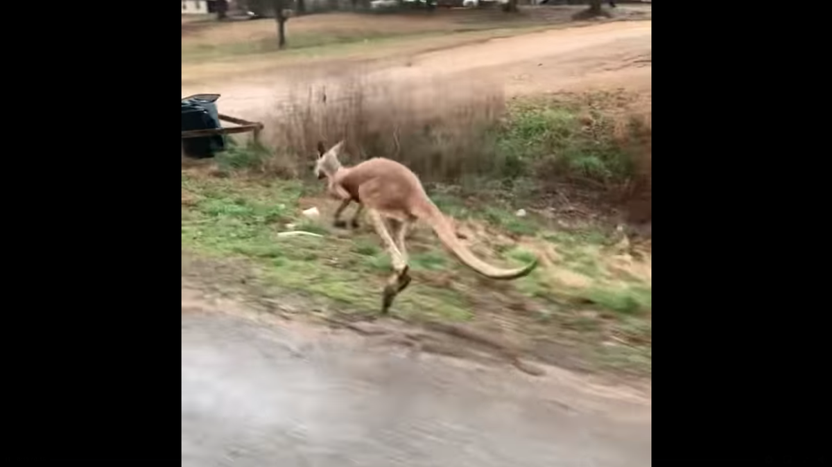 A kangaroo named Jack is on the loose in Alabama after escaping his handlers on his way to Tennessee.