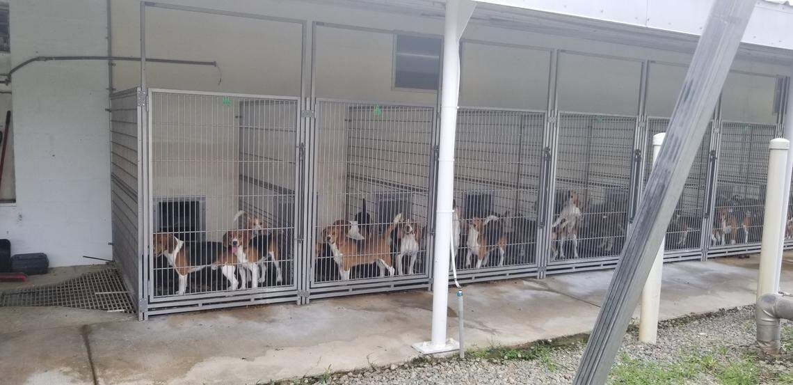 Animal advocates say thousands of beagles at a Virginia breeding facility were kept in cramped, unsanitary conditions.