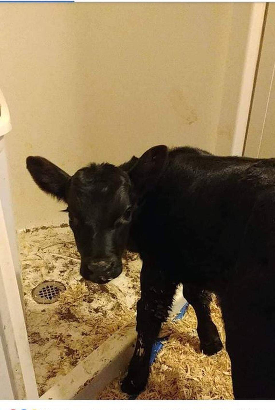Caroline Waterfowl Rescue received this photo of the calf living in a family’s bathroom in Asheville.