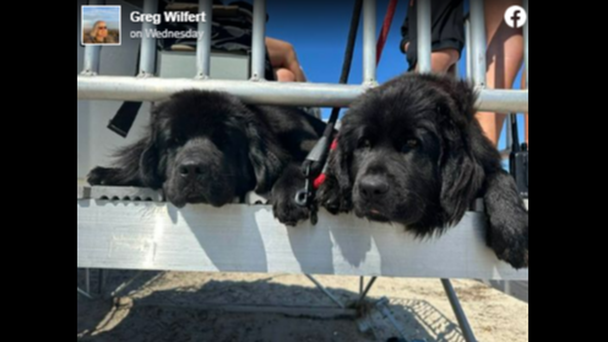 Two Newfoundlands, Beacon and Buoy, are helping lifeguards patrol at one Maine beach.