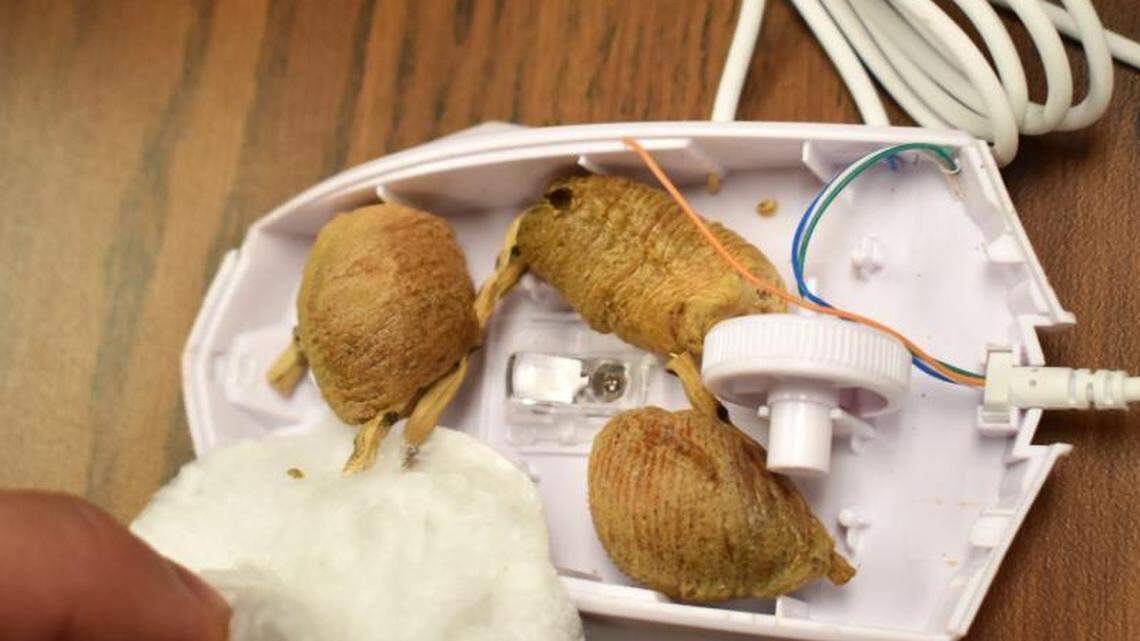 CBP discovered mantis egg masses concealed inside a PC gaming mouse.