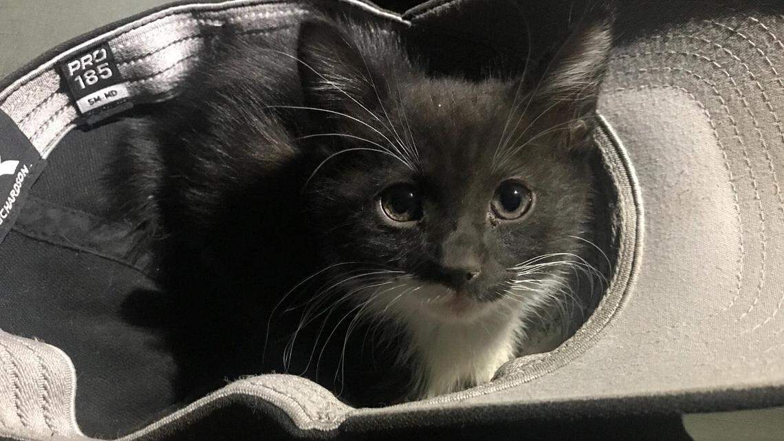 Washoe County, Nevada, deputies found this abandoned kitten under their trailer at the Burning Man festival, coaxed the cat out with days of food and then a deputy adopted it, the sheriff’s office said.