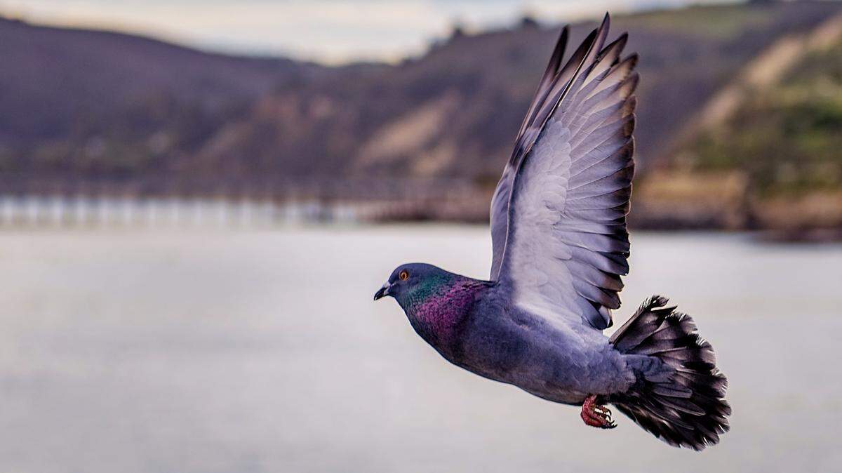 A man shot and killed three people amid a dispute over pigeons, Portuguese police said.