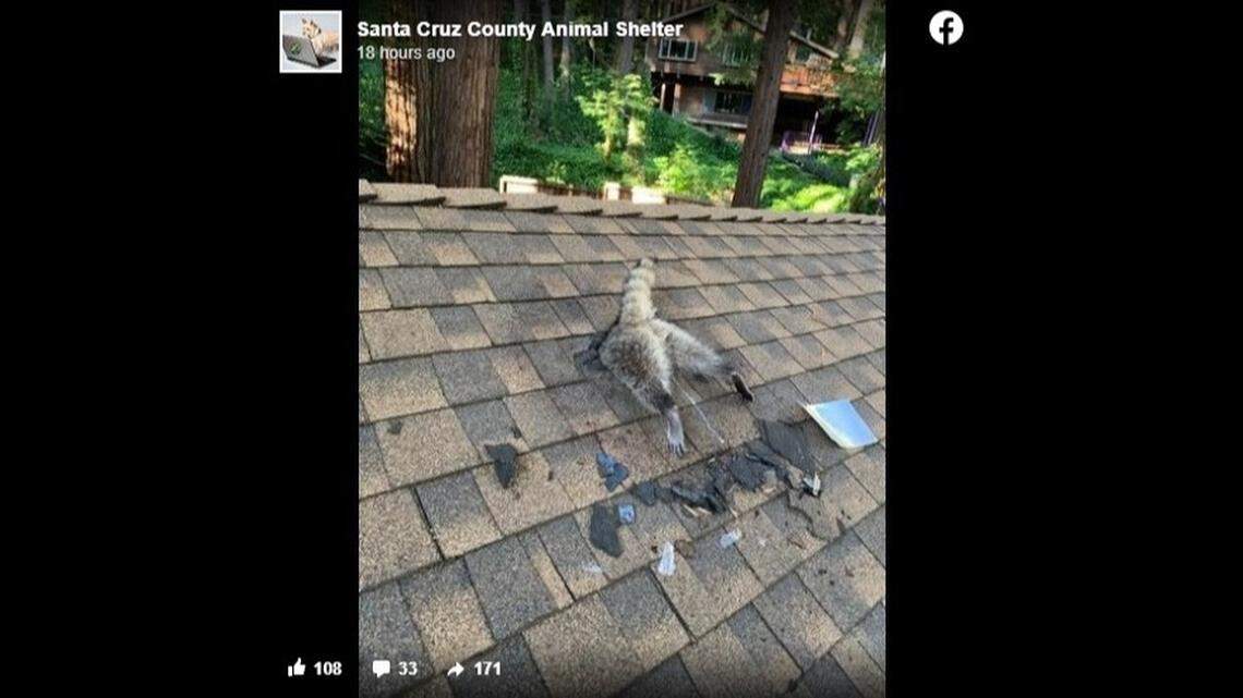 A raccoon chewed through a Santa Cruz Mountains home.