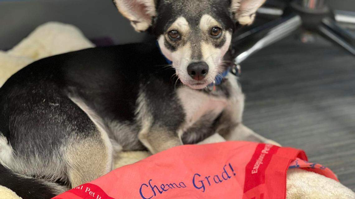 Eric the 3-year-old chihuahua was adopted after 17 months of chemotherapy.