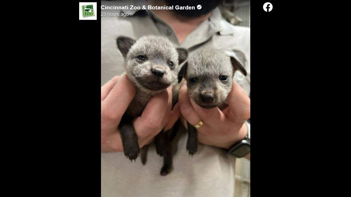 “We are trying to soak up and capture every moment we can,” the zoo in Ohio said.