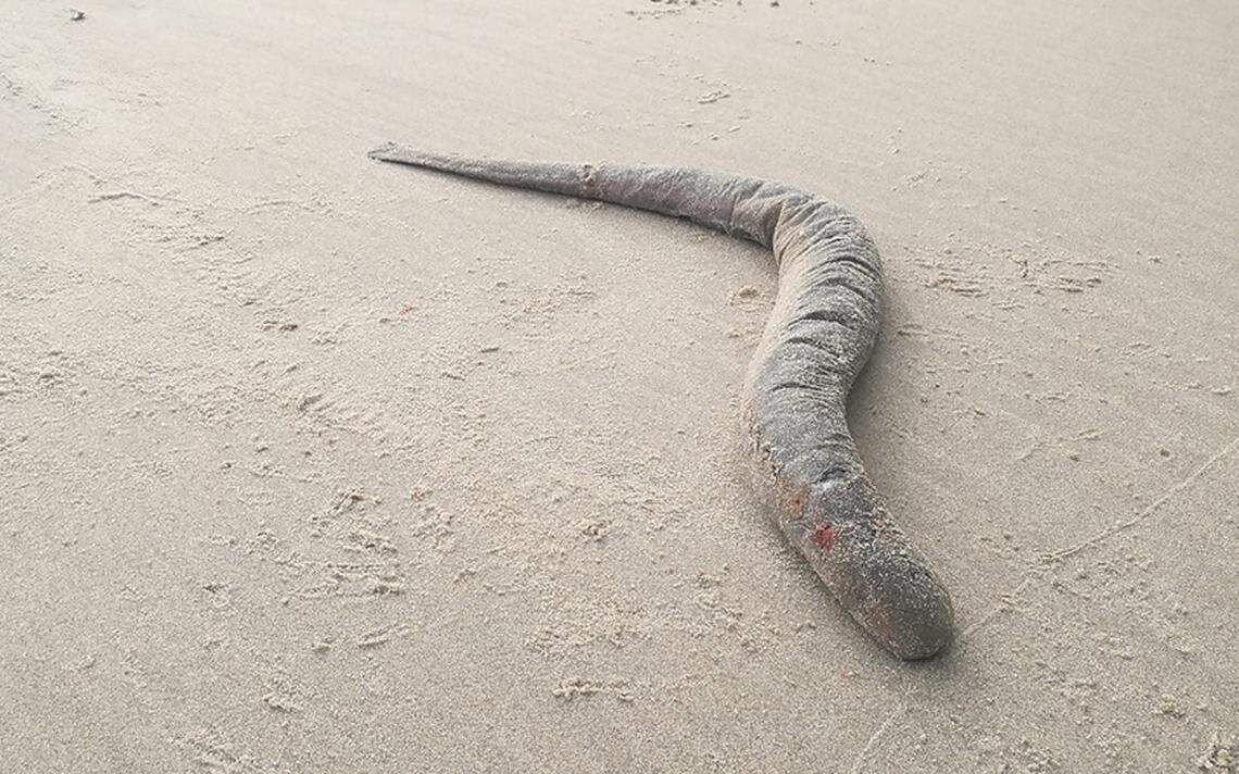 The sea lamprey was about 83 cm long, according to Ecomare.