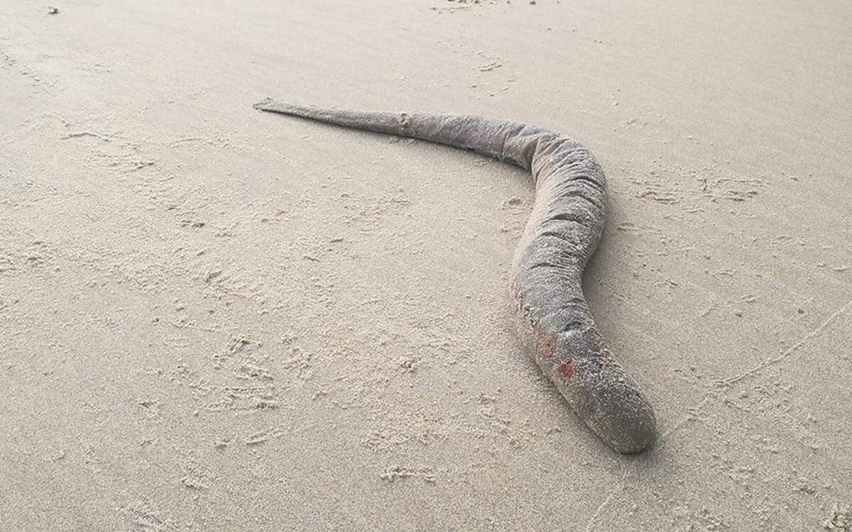 The sea lamprey was about 83 cm long, according to Ecomare.