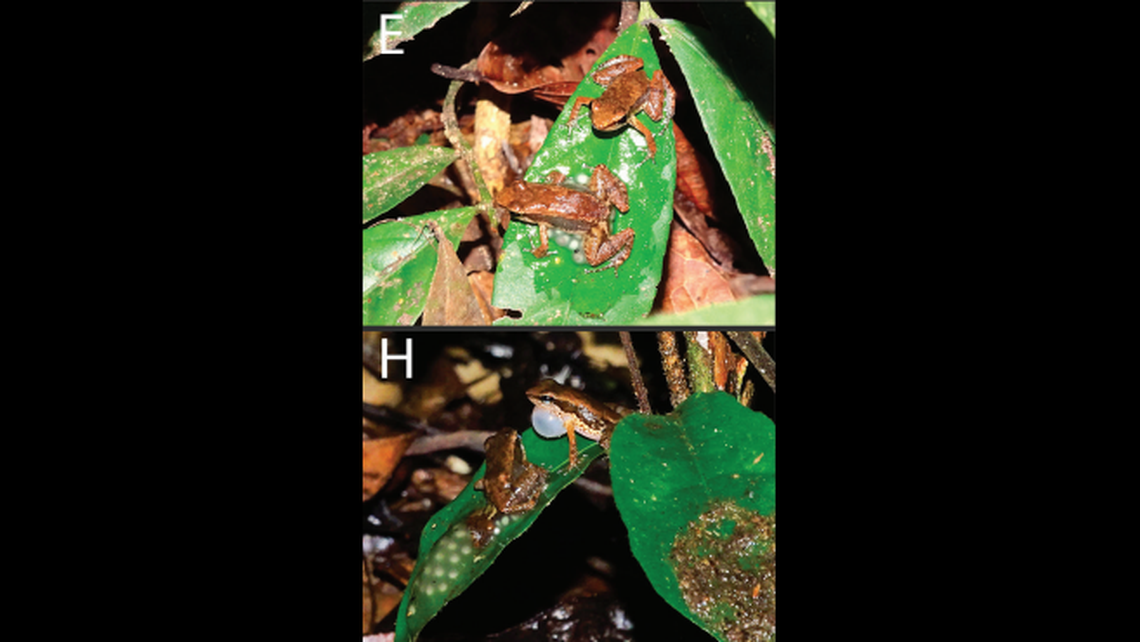 Male Allobates albiventes use their advertisement calls to mate with females, experts said.