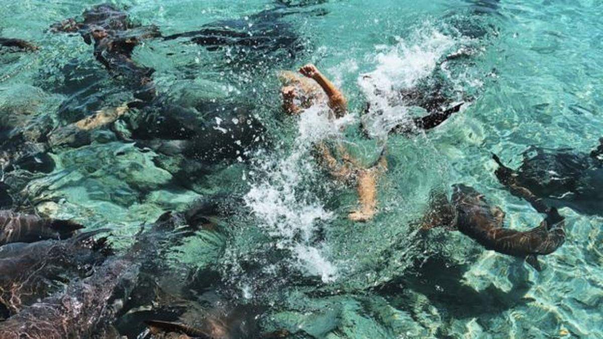 The 5-foot nurse shark pulled Katarina Zarutskie under water for a few seconds before she was able to escape.