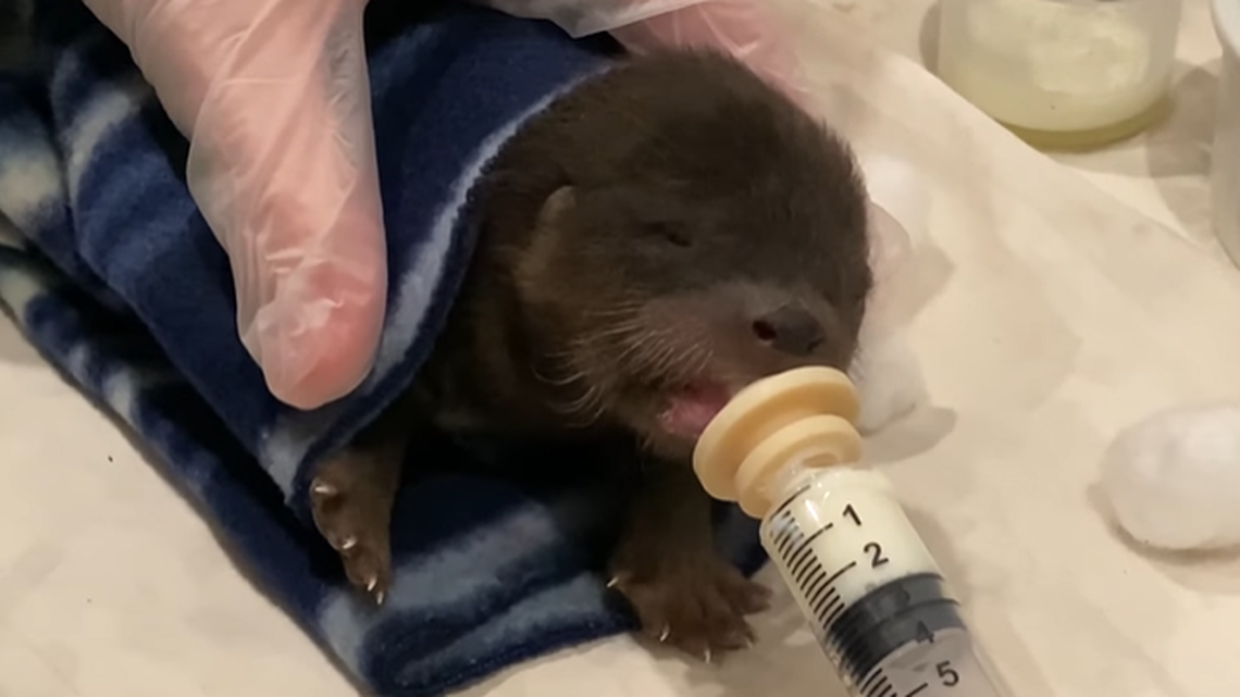 A baby otter was rescued by a three-legged dog with cancer in Minnesota.