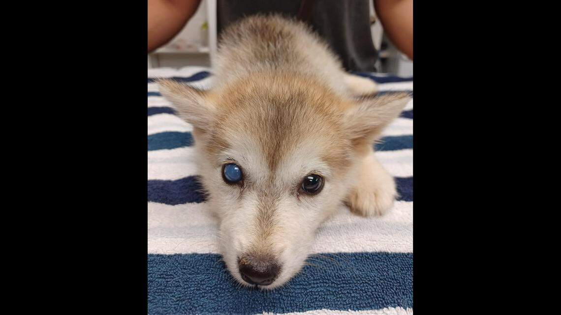 Five malnourished huskies, including one puppy, were dropped off at a Virginia animal shelter without warning. Now the agency is seeking the public’s help.