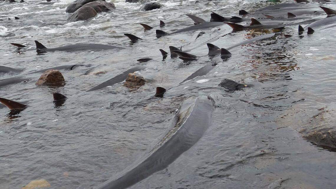 In this April 16, 2010 photo, sturgeon swim in the Wolf River in Shawano, Wis. (AP Photo/Carrie Antlfinger)