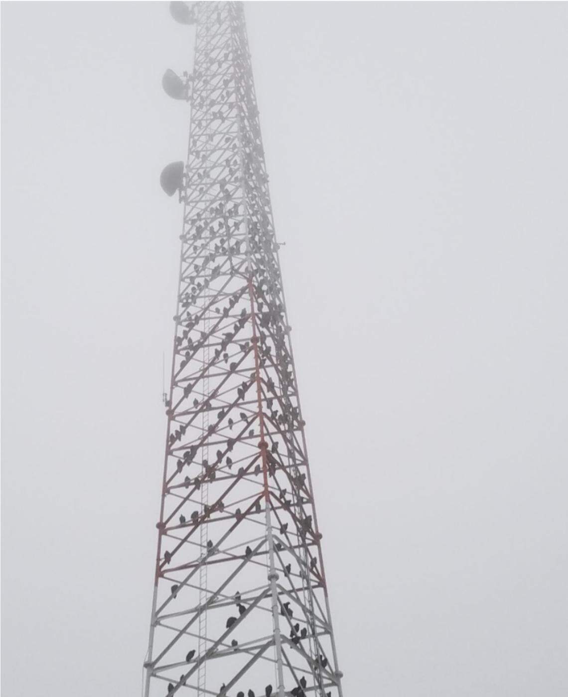 A CBP spokesperson said the birds have roosted on the tower more than six years, Quartz reported.