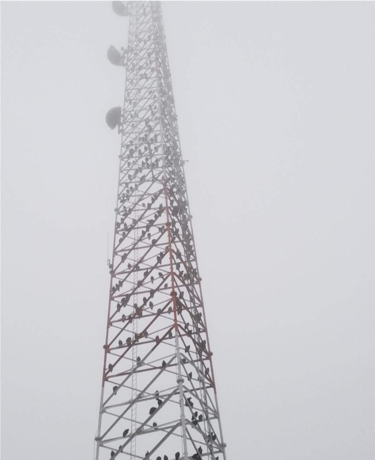 A CBP spokesperson said the birds have roosted on the tower more than six years, Quartz reported.