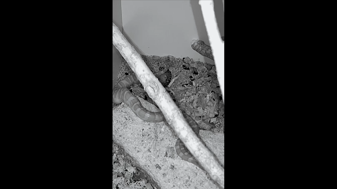 The rare Virgin Islands boa gave birth to several new babies, a video from the North Carolina zoo shows.