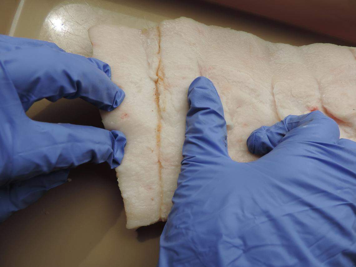 Researchers wrote that “a shallow slice could be produced in the subcutaneous fat on the underside of the hide, but the knife-edge still quickly melted and deteriorated.”