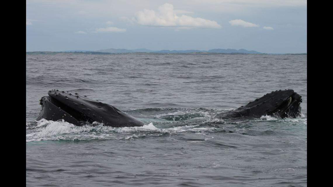 Two humpbacks bubble feeding together.