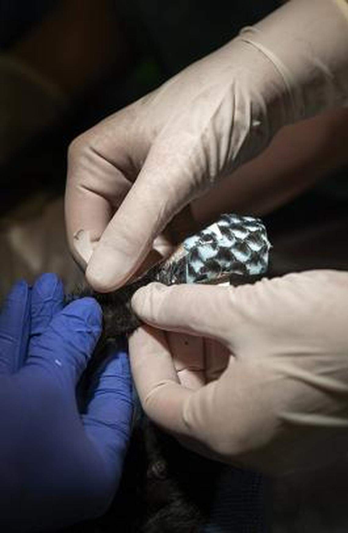 Jamie Peyton puts a fish-skin bandage mitten on a kitten that survived the Camp Fire.