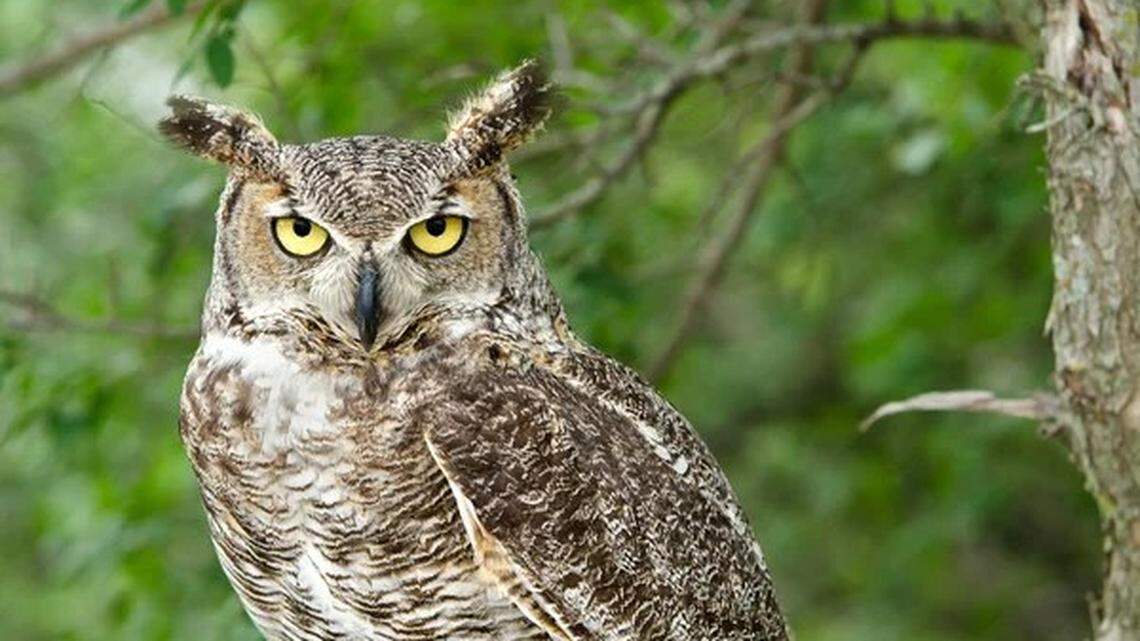 A park in Ontario shut down after an “aggressive” owl attacked multiple visitors, officials said.
