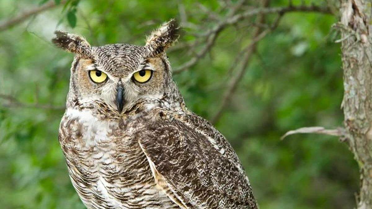 A park in Ontario shut down after an “aggressive” owl attacked multiple visitors, officials said.