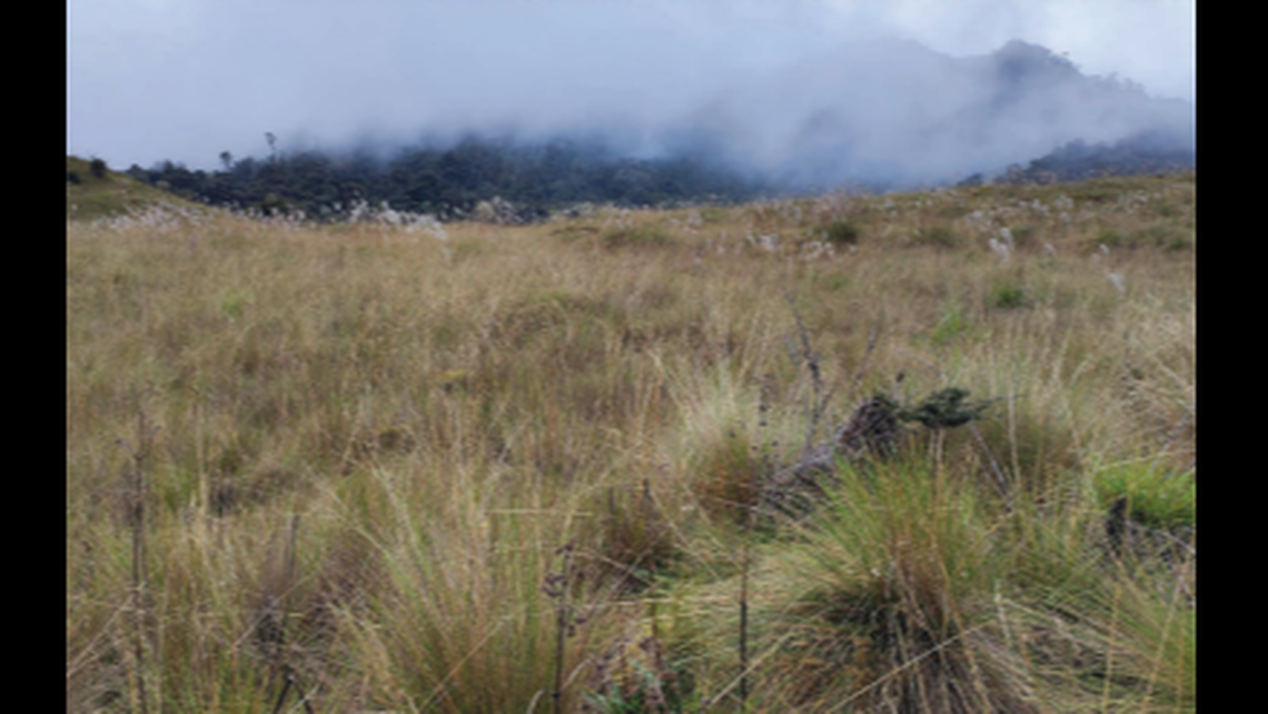 The creature was found in a swampy area of Otishi National Park on a pile of moss among tall grasses.