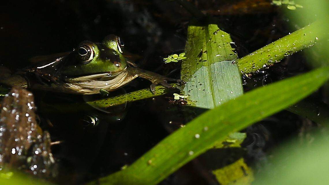 A driver near North Platte, Nebraska, rolled his car and fled, then got pulled over in another car, threatened to assault an officer, yelled and held a frog hostage, Lincoln County deputies said.