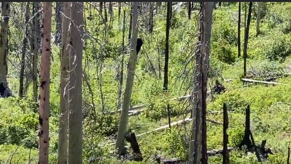Glacier National Park video shows a black bear sprint away from a grizzly and up a tree.