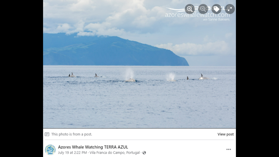 At least seven whales were in the group, photos show.
