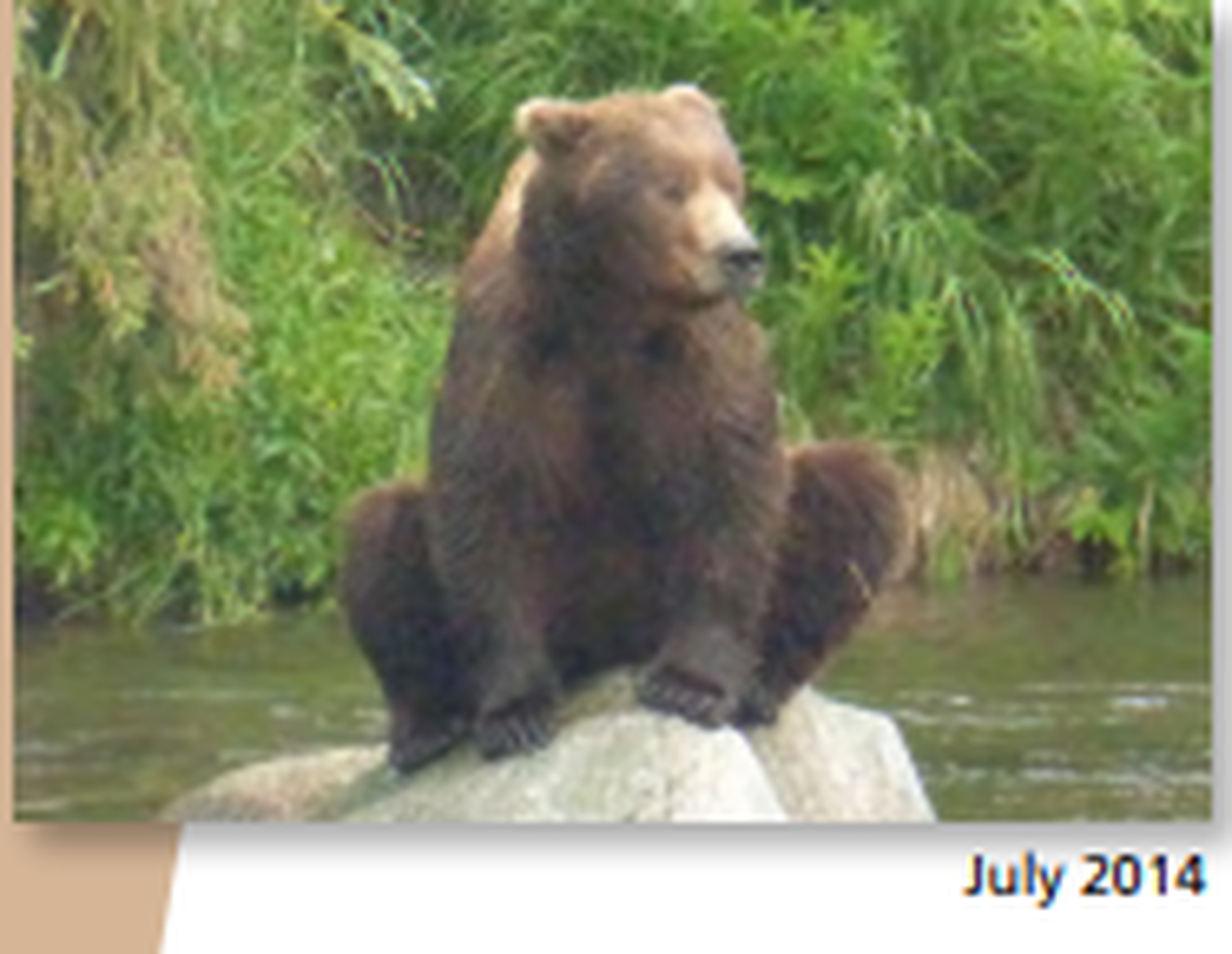 Bear 94 likes to sit on rocks at Katmai National Park and Preserve.