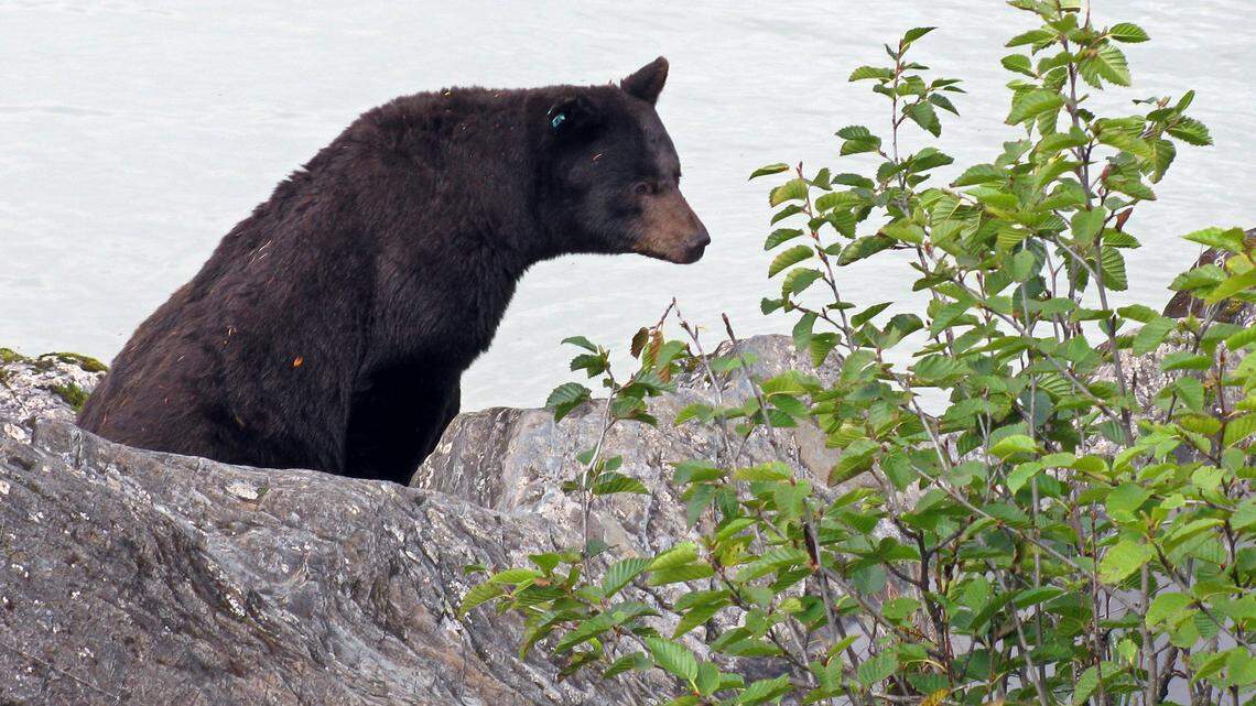 A bear opened a sliding glass door to a Colorado home and took food from the refrigerator a day after ripping the front screen off, Colorado officials said.