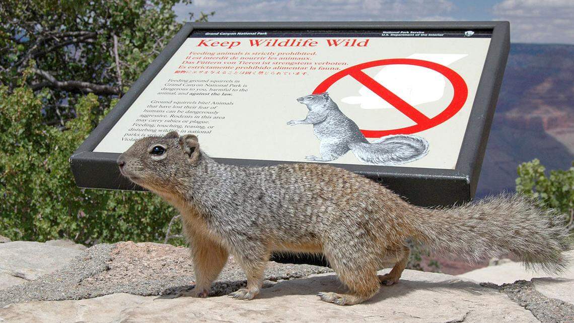 Grand Canyon National Park officials said squirrels can bite and cause injuries for tourists.