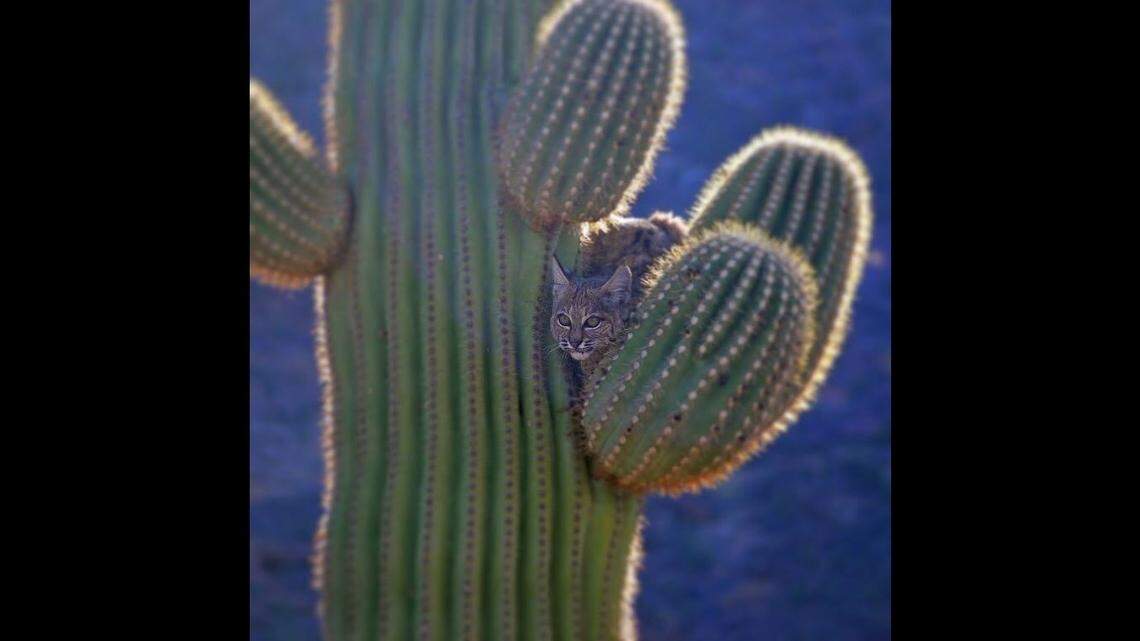 A bobcat was sitting in a saguaro cactus in Organ Pipe Cactus National Monument.